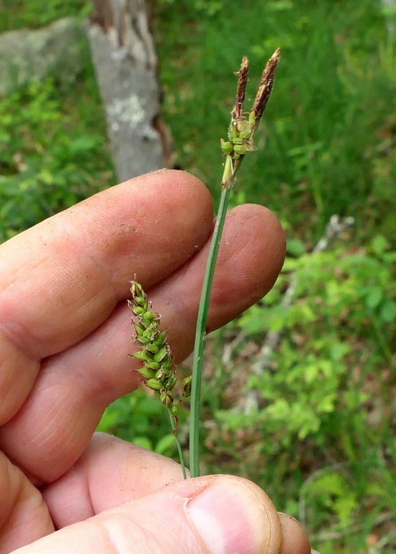 Variable Sedge photo 6