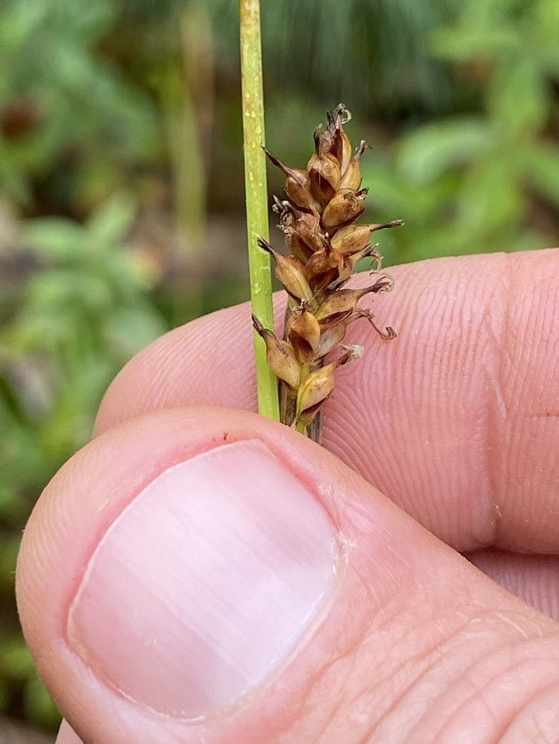 Variable Sedge photo 7