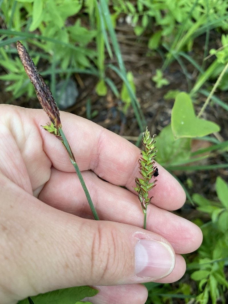 Variable Sedge photo 8