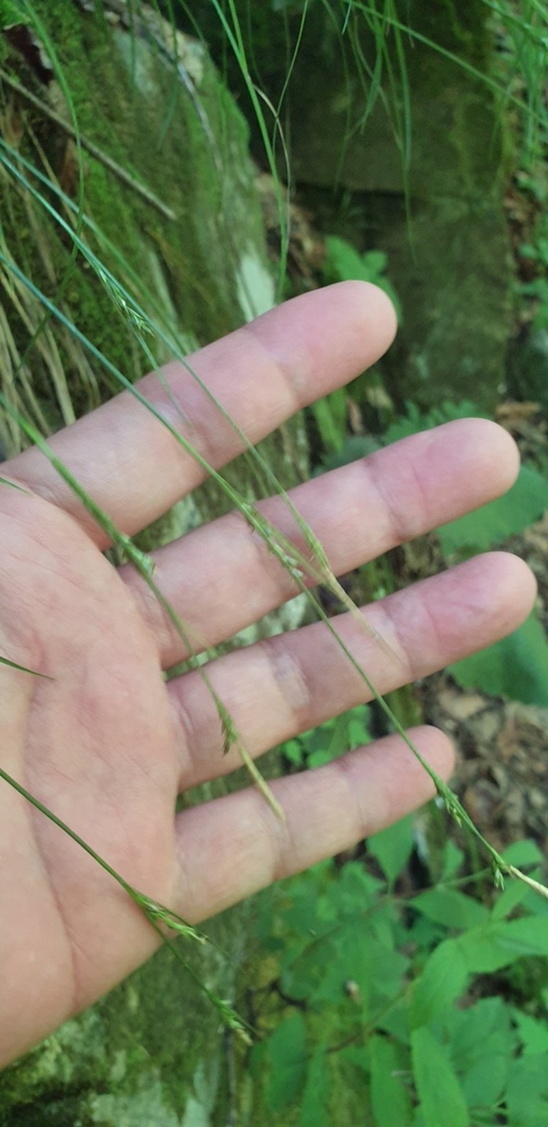 Carex polyschoena