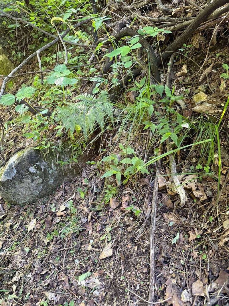 Carex polyschoena photo 2
