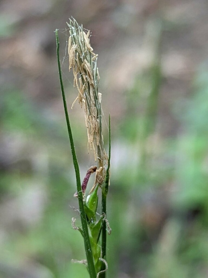 Carex polyschoena photo 3