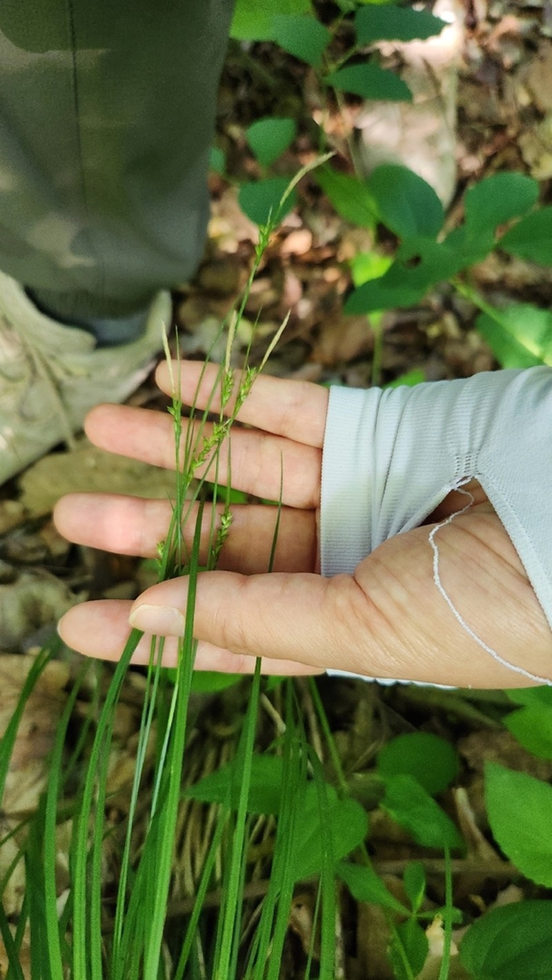 Carex polyschoena photo 4