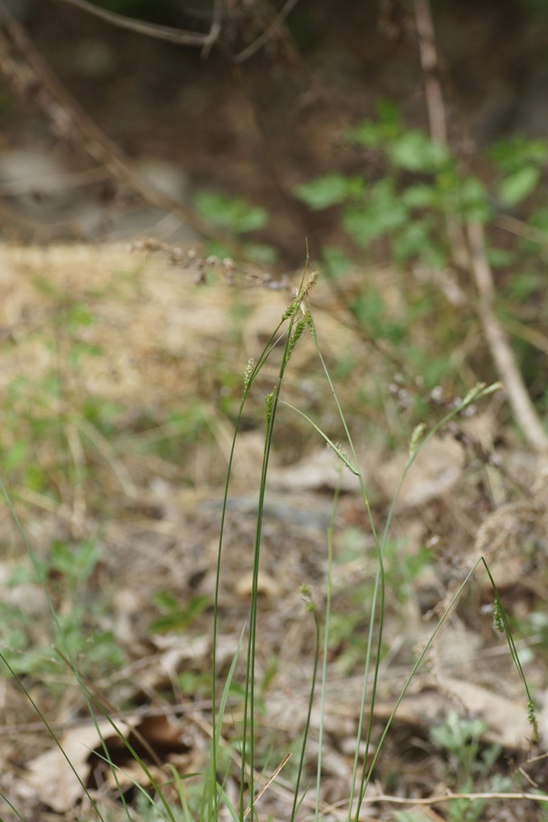 Carex polyschoena photo 5