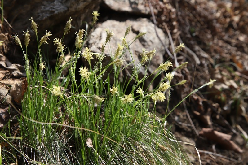 Carex polyschoena photo 6