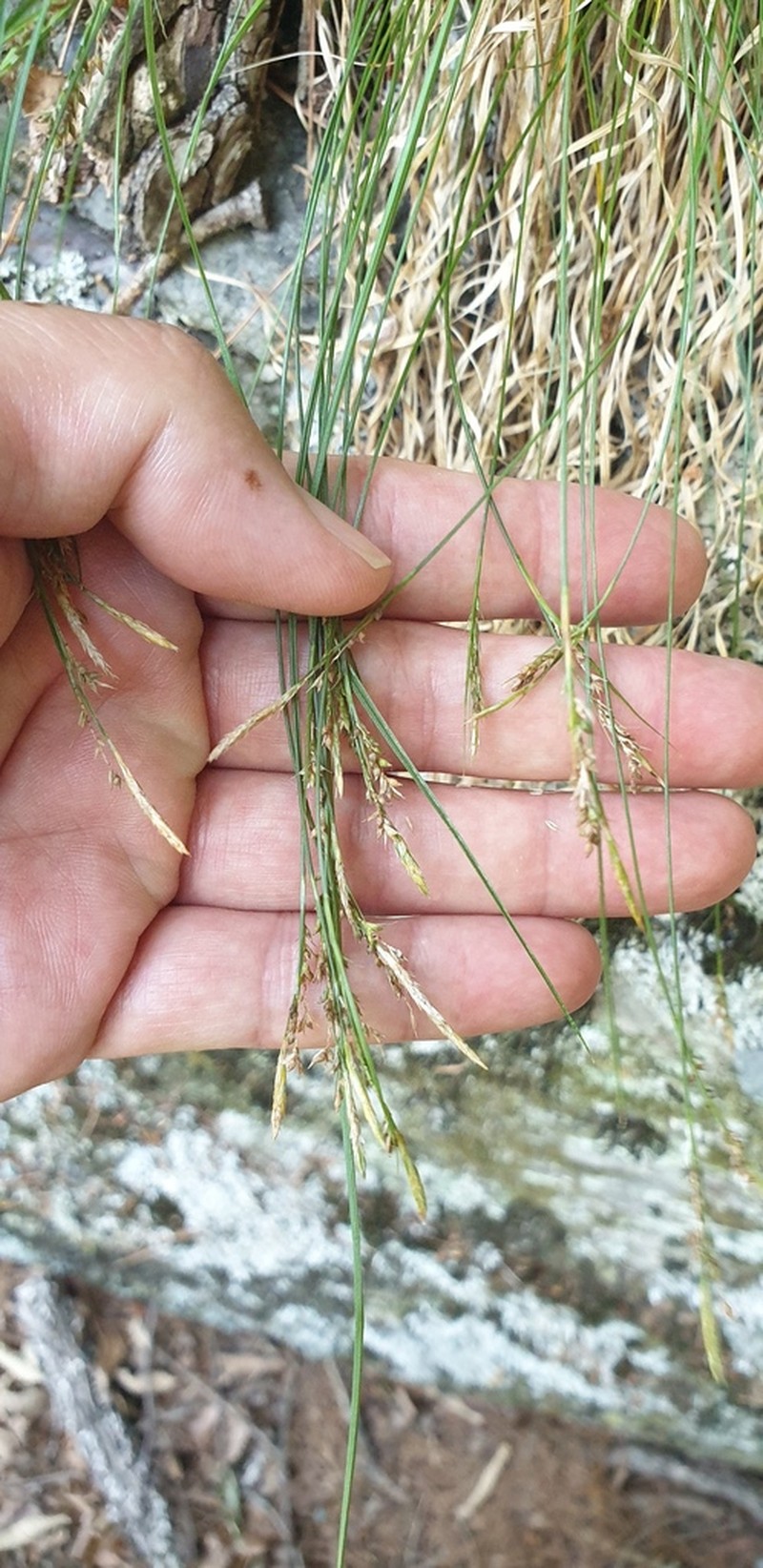 Carex polyschoena photo 7