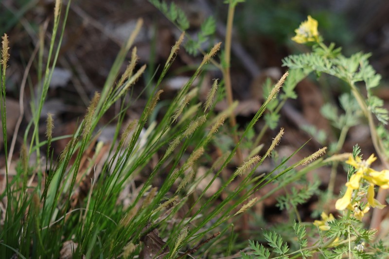 Carex polyschoena photo 8