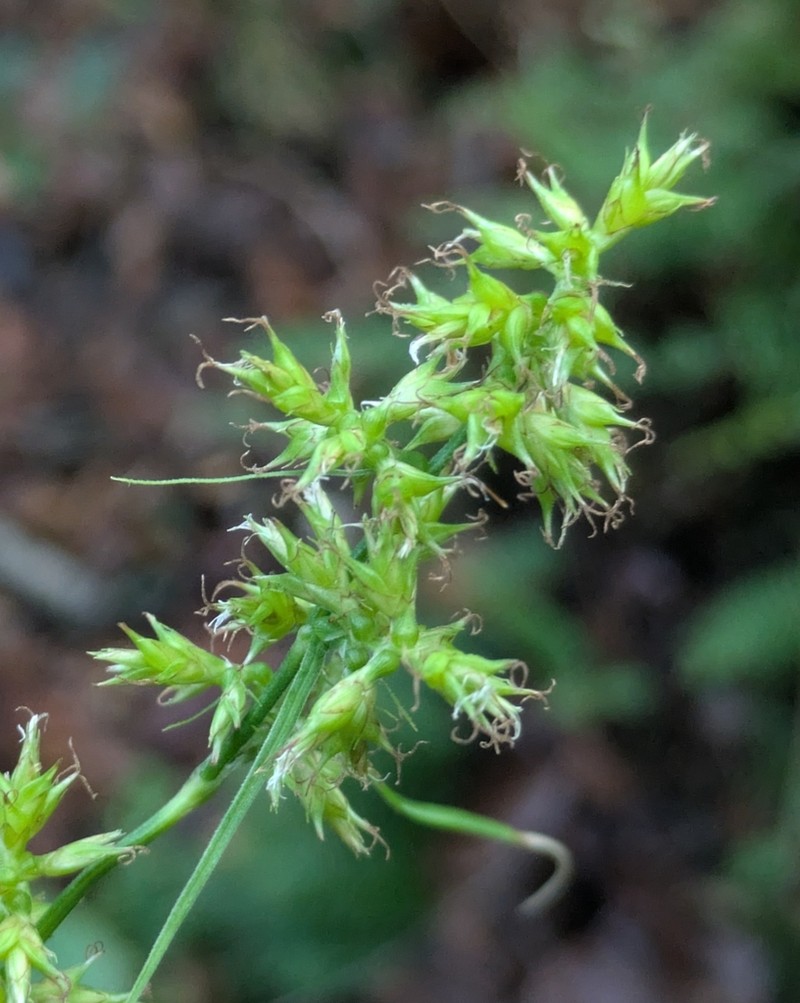 Caribbean Sedge