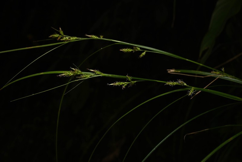 Caribbean Sedge photo 2