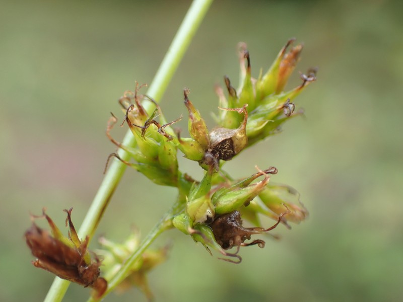 Caribbean Sedge photo 3
