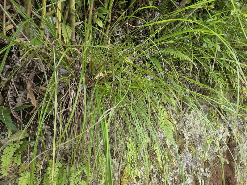 Caribbean Sedge photo 4