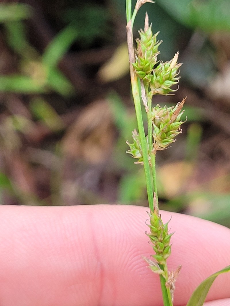 Caribbean Sedge photo 5