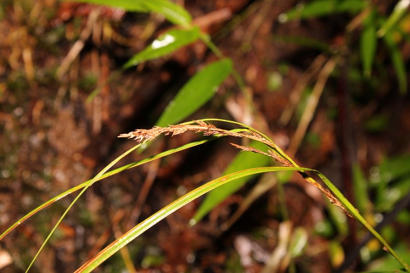 Caribbean Sedge photo 6