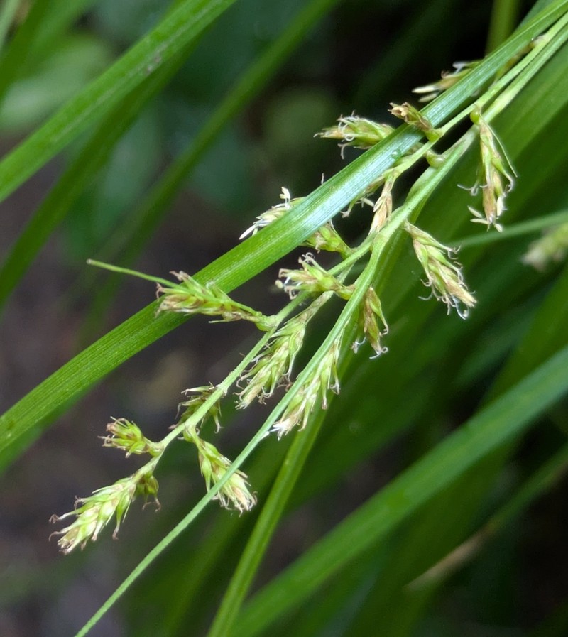 Caribbean Sedge photo 7