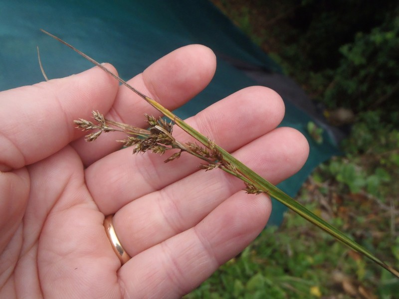 Caribbean Sedge photo 8