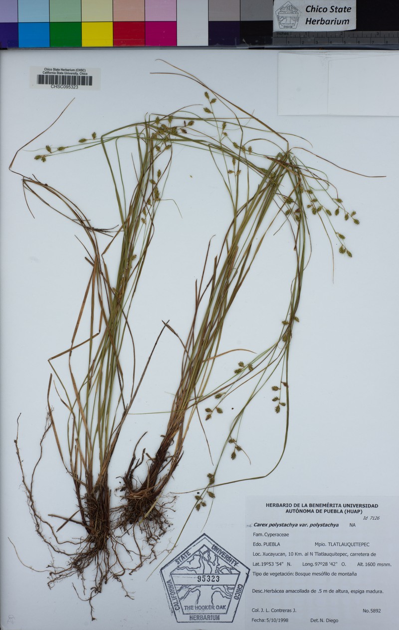 Carex polystachya var. polystachya