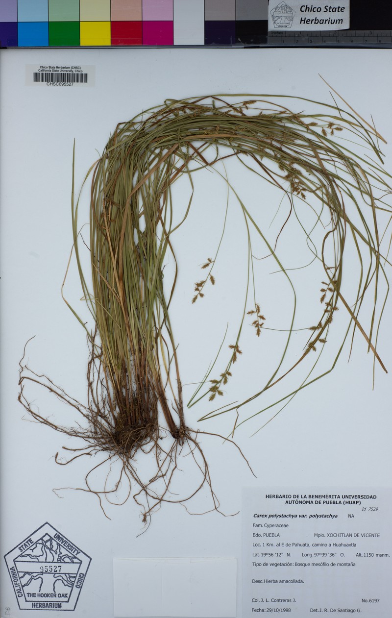 Carex polystachya var. polystachya photo 2