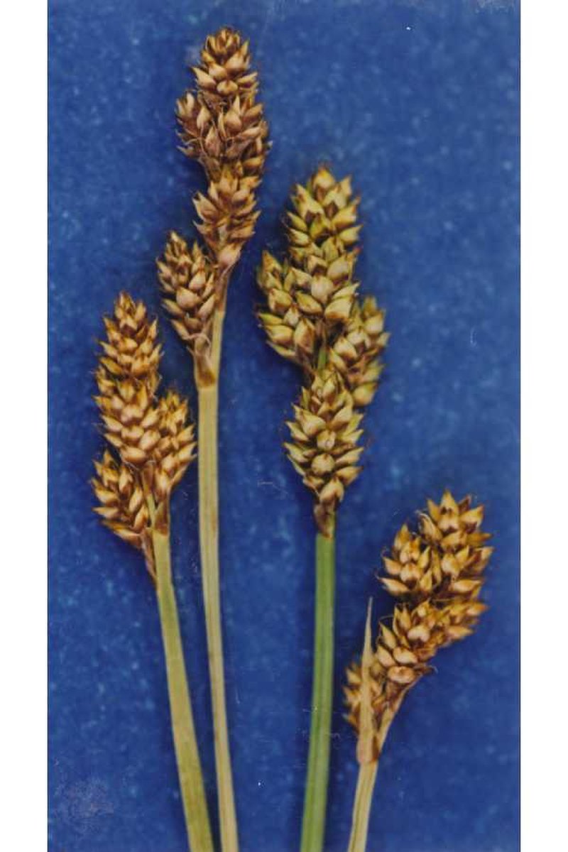 Early Sedge