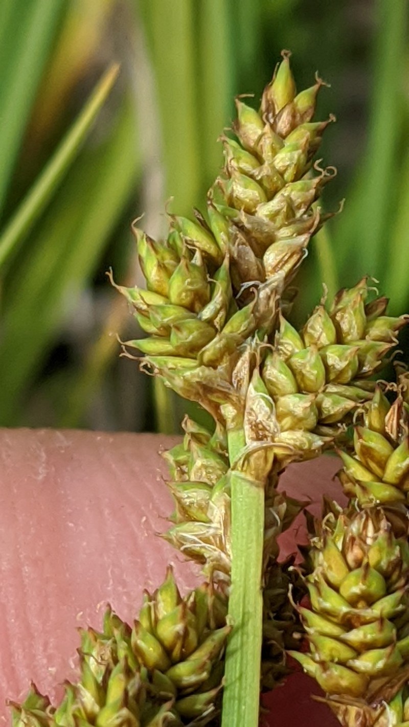 Early Sedge photo 3