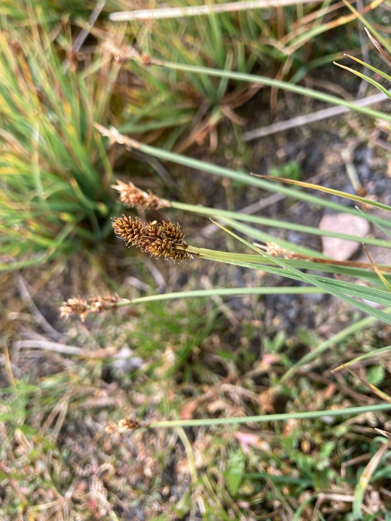 Early Sedge photo 4