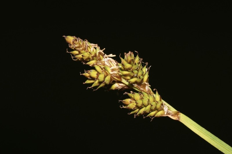 Early Sedge photo 5