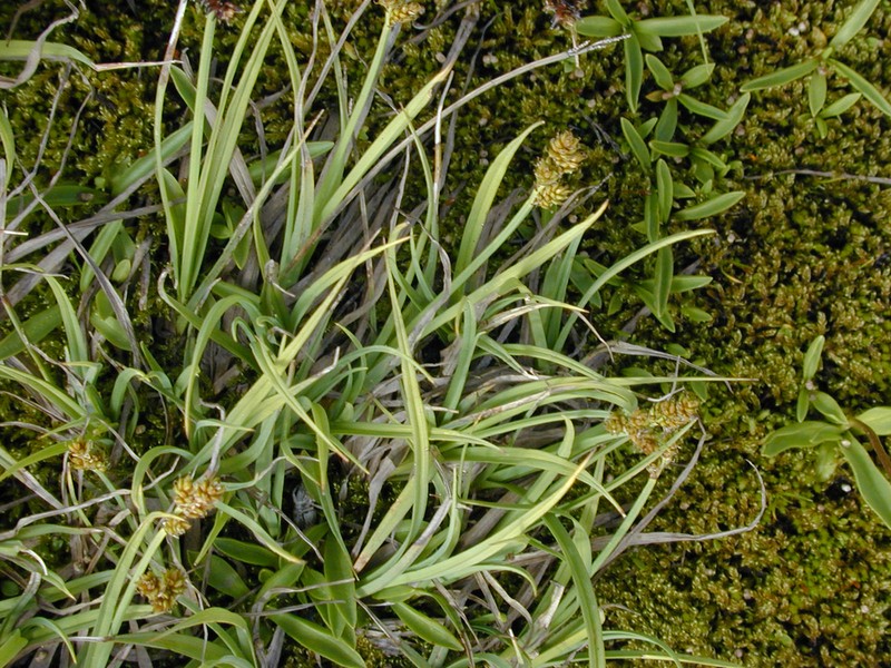 Early Sedge photo 6
