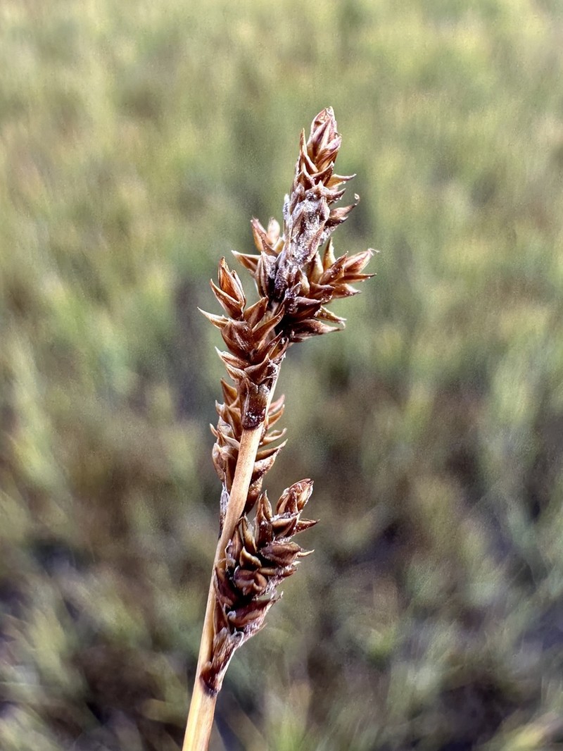 Early Sedge photo 7