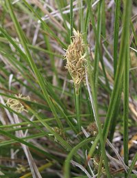 Clustered Field Sedge