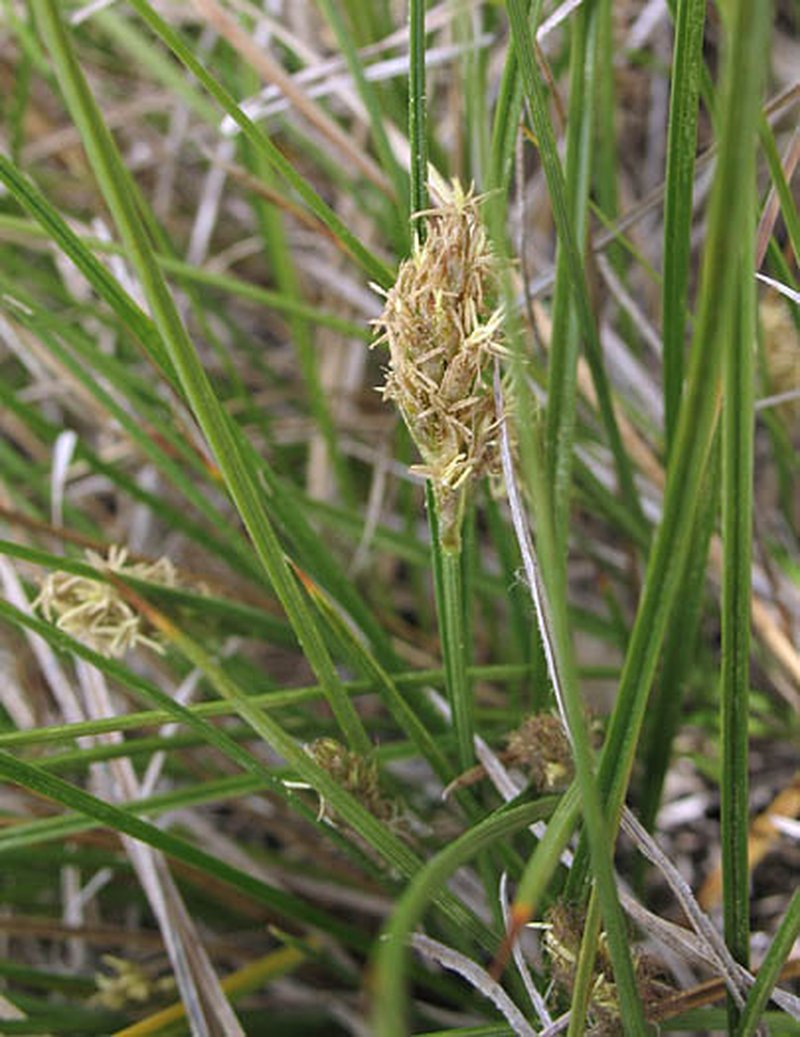 Clustered Field Sedge