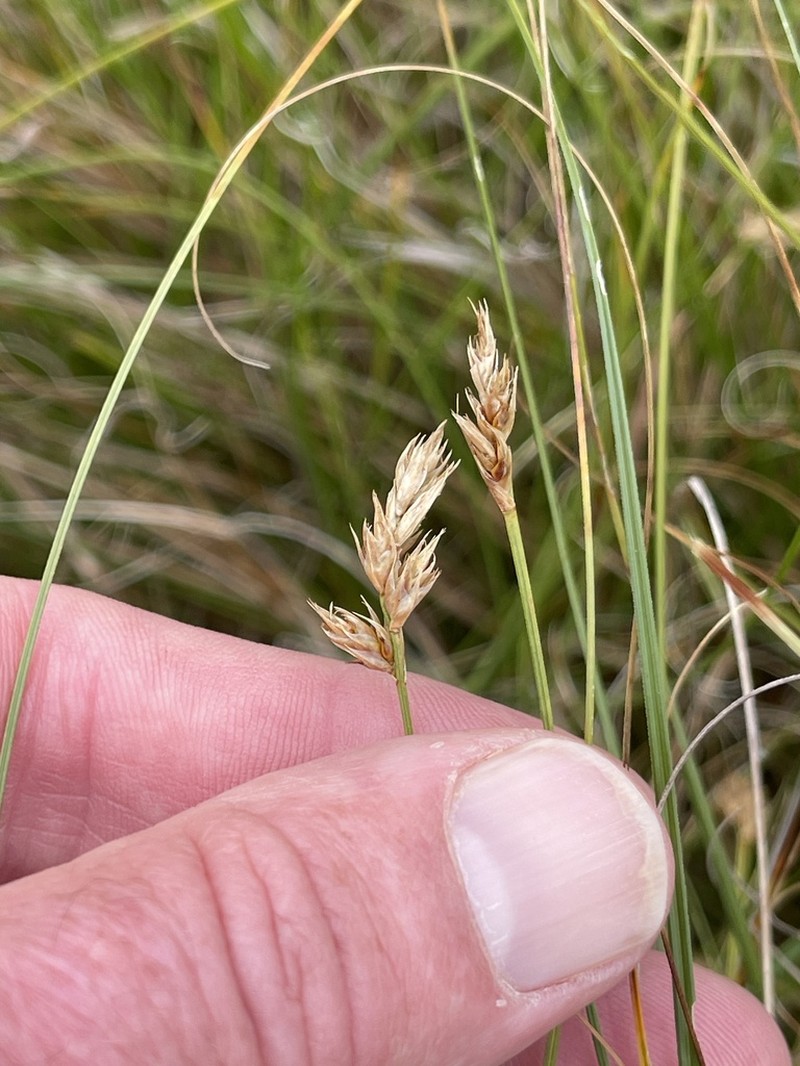 Clustered Field Sedge photo 2