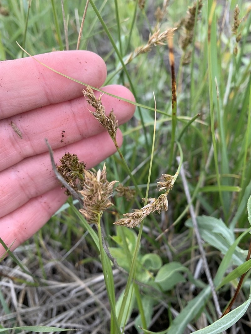 Clustered Field Sedge photo 3