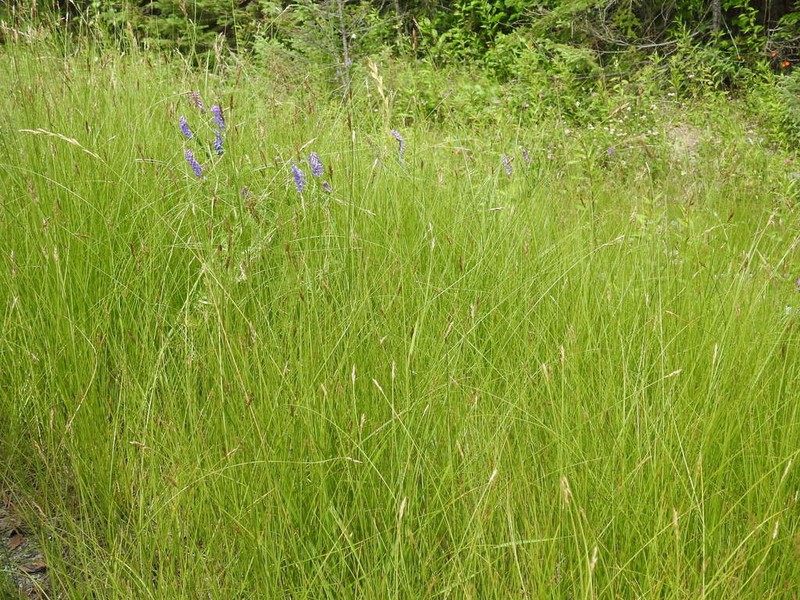 Clustered Field Sedge photo 4