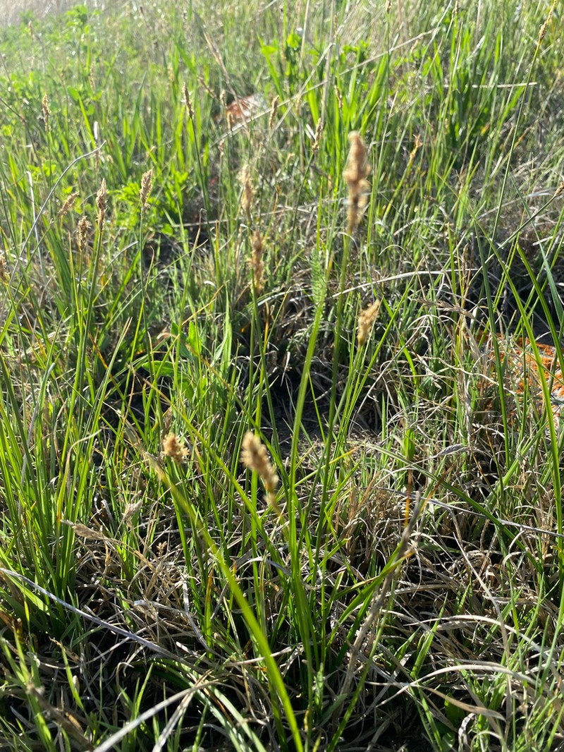 Clustered Field Sedge photo 5