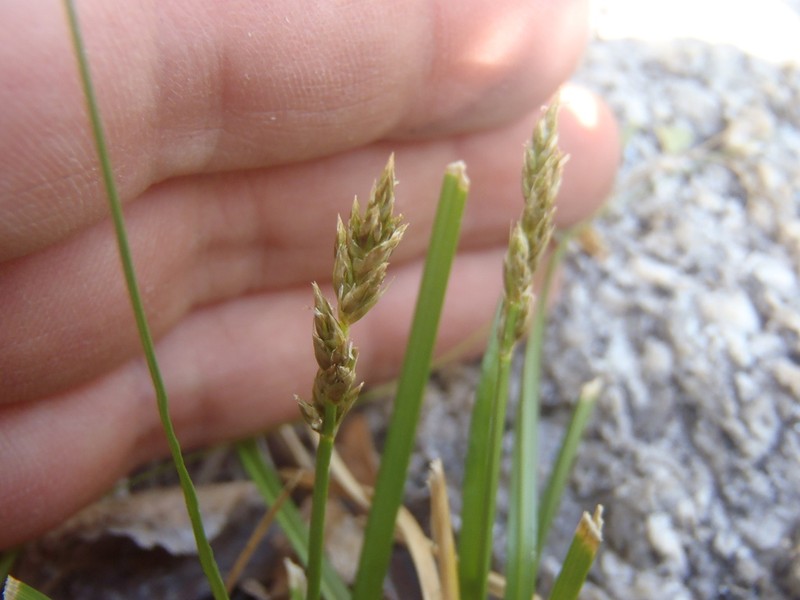 Clustered Field Sedge photo 6