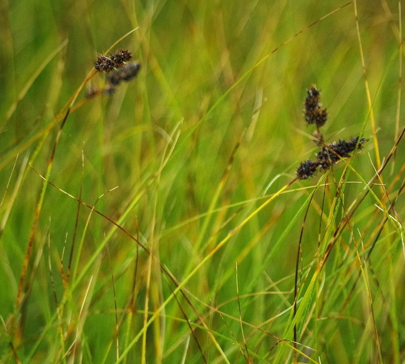 Clustered Field Sedge photo 7