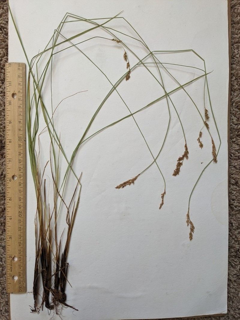 Prairie Sedge photo 4