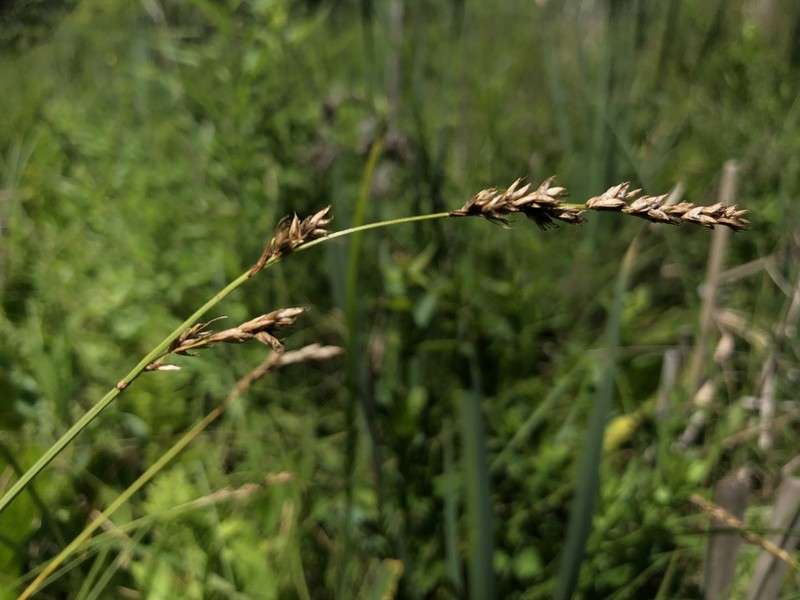 Prairie Sedge photo 5