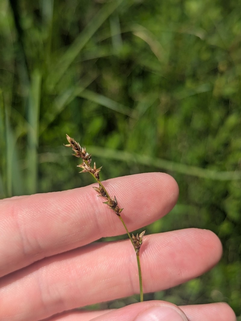 Prairie Sedge photo 6
