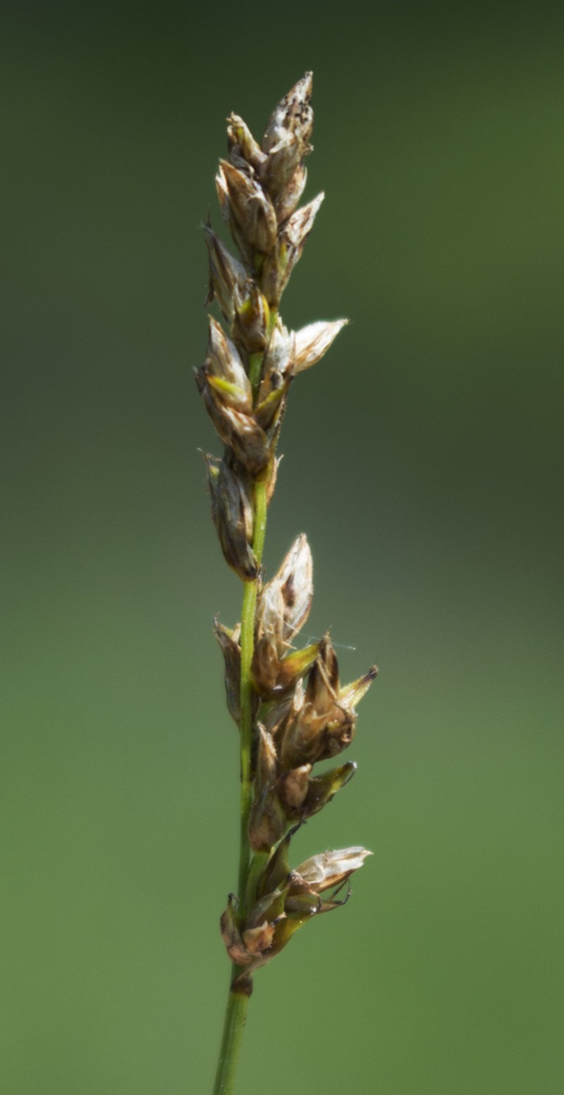 Prairie Sedge photo 7