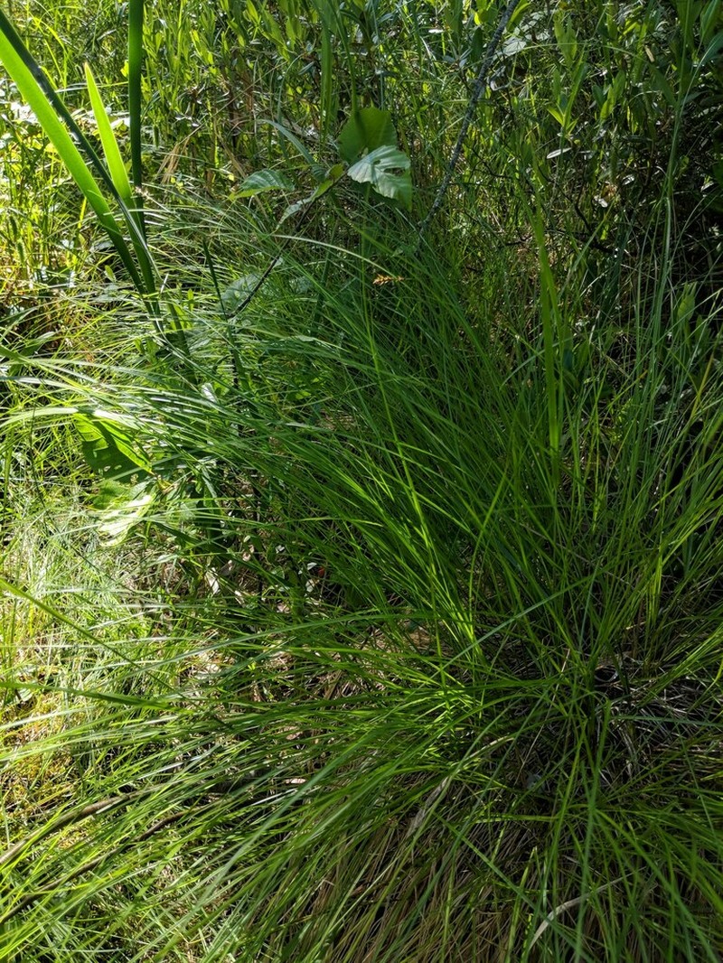 Prairie Sedge photo 8