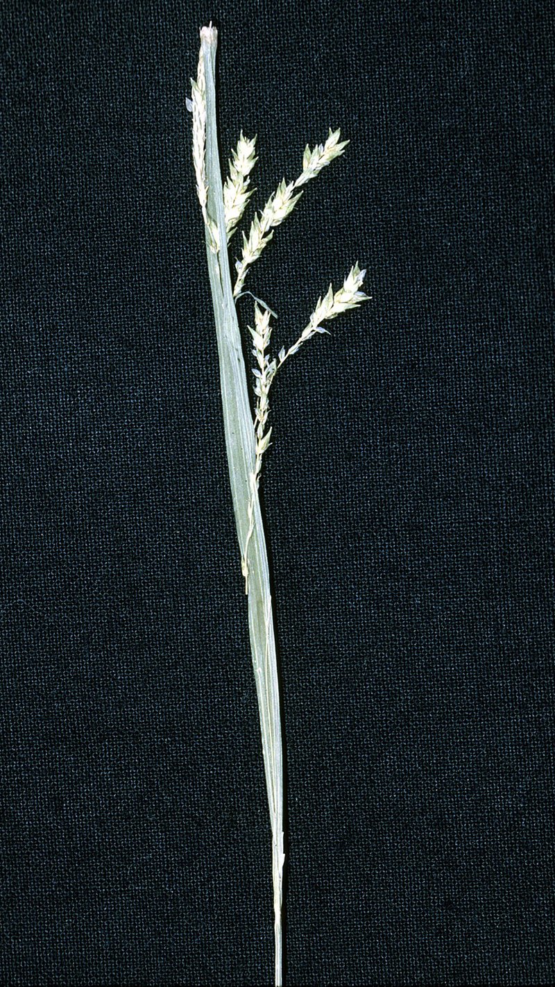 Drooping Sedge