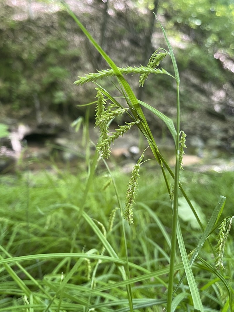 Drooping Sedge photo 4