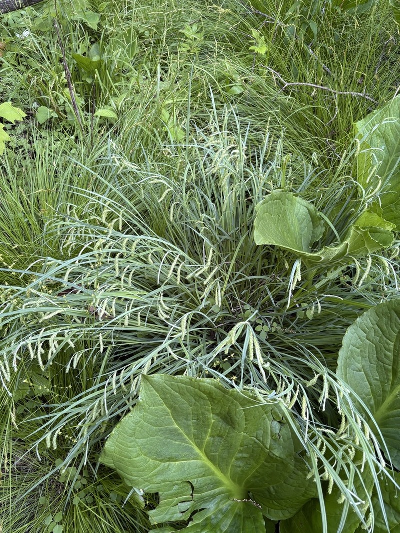 Drooping Sedge photo 5