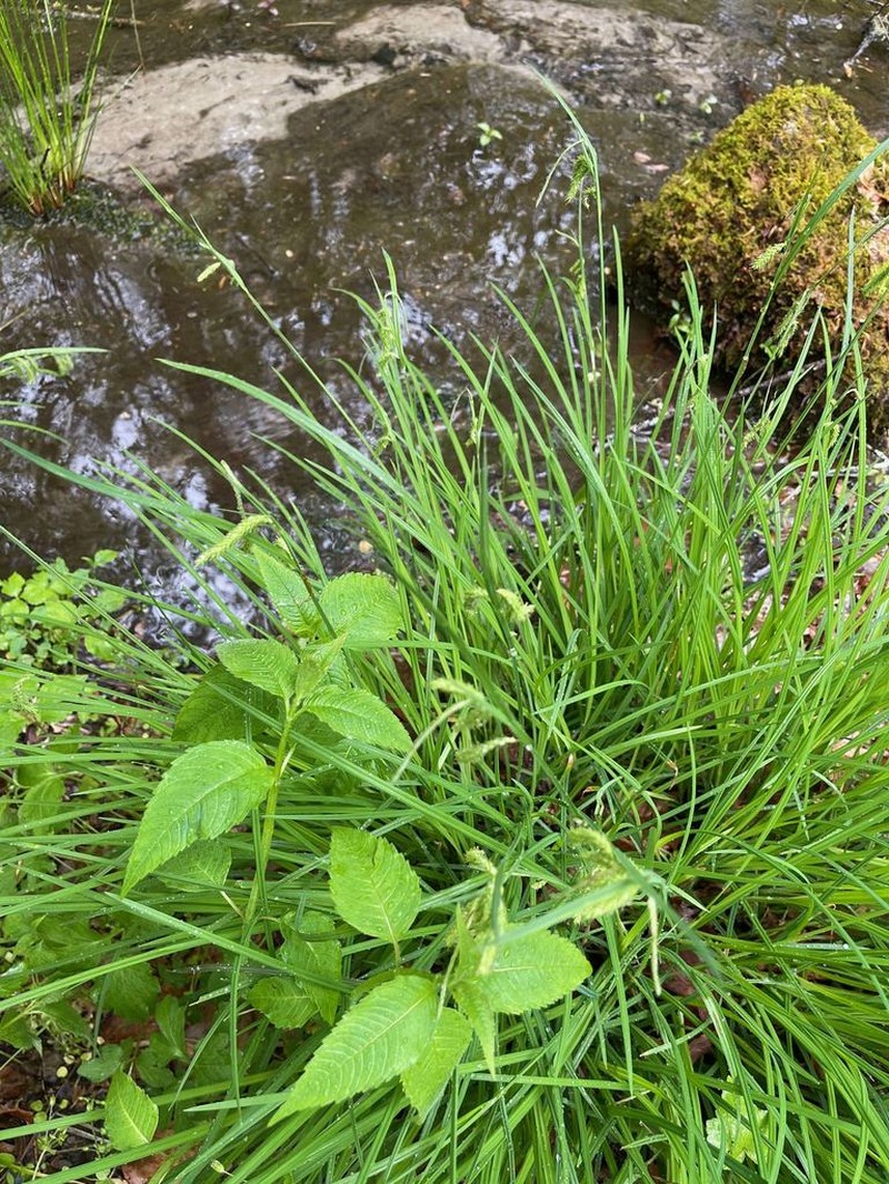 Drooping Sedge photo 6
