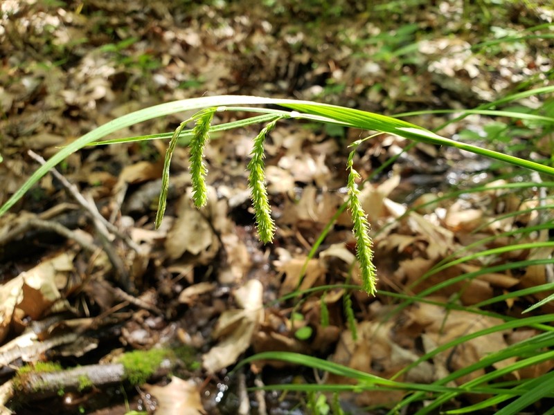 Drooping Sedge photo 7