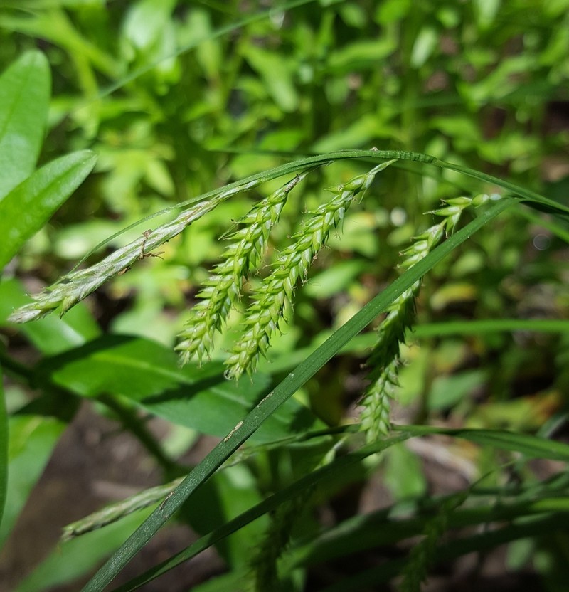 Drooping Sedge photo 8