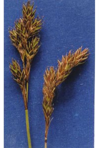 Meadow Sedge