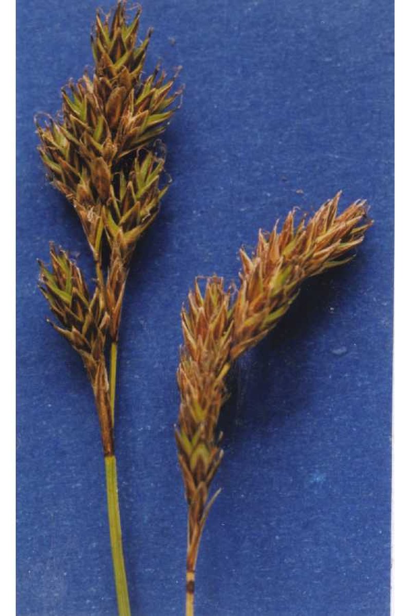 Meadow Sedge