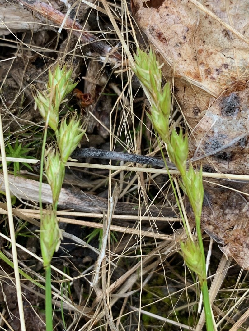 Piper's Sedge photo 4