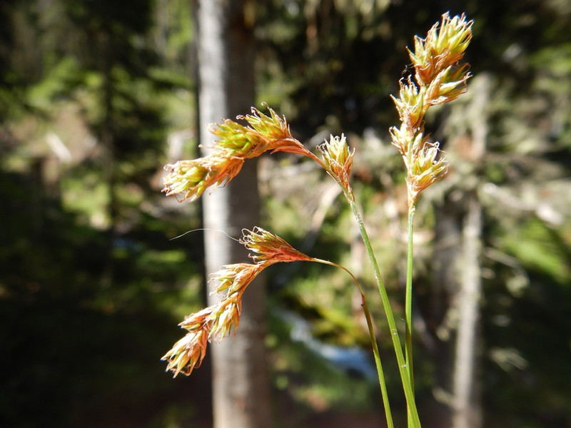 Piper's Sedge photo 6